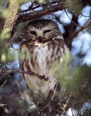 Learn about Iowa's winter raptors - like the northern saw-whet owl!  | Iowa DNR
